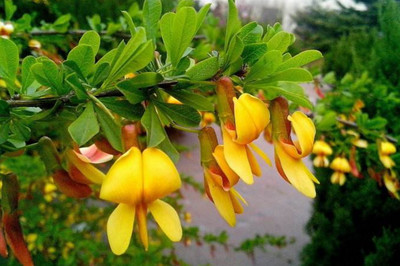 How to Buy Cytisine from China for US and European Factories?